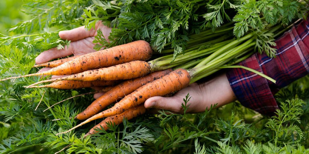 Industry urged to support British Food Fortnight