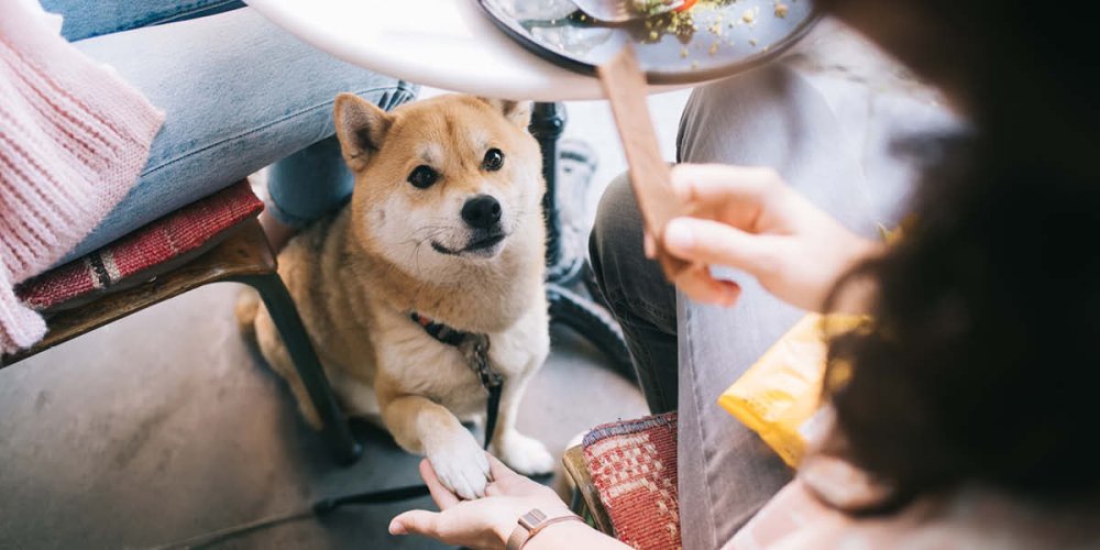 Motley Manchester seeks canine critic